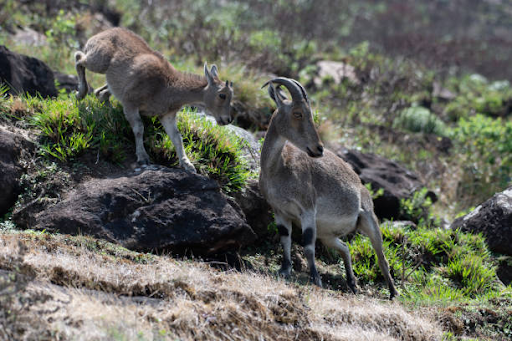 Nilgiri Tahr in Eravikulam National Park